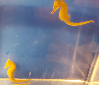 Captive Bred Saddled Hippocampus Erectus Seahorses