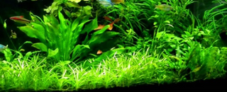 The Dwarf Subulata, Hudson Sagittaria, Ribbon Wapato aquarium plant Potted Buy 2 Get 1 FREE