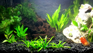 The Dwarf Subulata, Hudson Sagittaria, Ribbon Wapato aquarium plant Potted Buy 2 Get 1 FREE