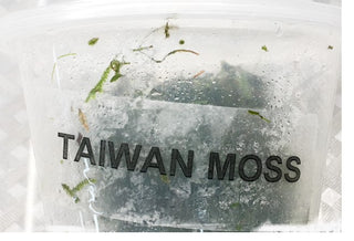 Taiwan Moss (Taxiphyllum Alternans) live aquarium plant