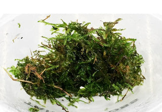 Taiwan Moss (Taxiphyllum Alternans) live aquarium plant