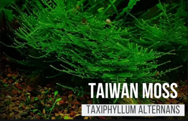 Christmas Moss Aquarium Plant Taxiphyllum alternans