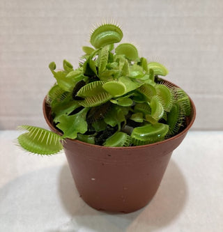 Venus Fly Trap 3" (Dionaea muscipula) pot live plant