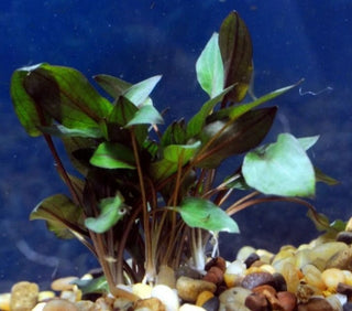 Crypt Red Mi Oya(Cryptocoryne Wendtii) potted aquarium plant