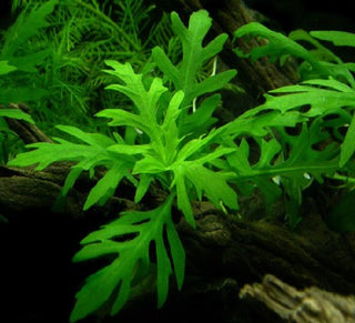 Water Wisteria, (Hygrophila Difformis) aquarium plant