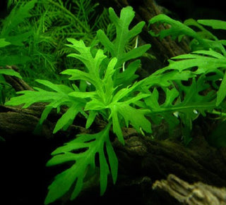 Wisteria (Hygrophila Difformis) potted aquarium plant