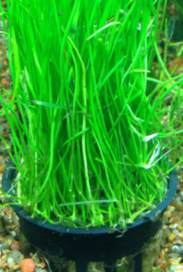 Micro Sword (Lilaeopsis Brasiliensis) potted aquatic plant
