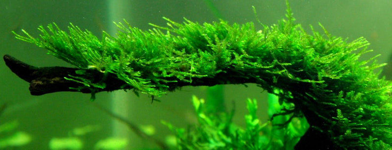Vesicularia montagnei 'Christmas Moss' - Tropica Aquarium Plants