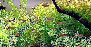 Diandra, Dipilis Diandra aquarium plant-1 bunch, Buy 2 Get 1 FREE