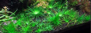 Eriocaulon Polaris, Pipewort plant Tissue Culture cup for aquarium