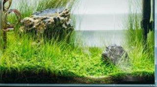 Eleocharvis Parvula Dwarf Hairgrass Tissue Culture Plant cup for Aquarium Aquascape