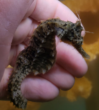 Captive Bred Saddled Hippocampus Erectus Seahorses