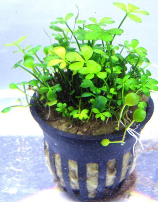 Four Leaf Clover (Marsilea Quadrifolia)Potted live aquarium plant