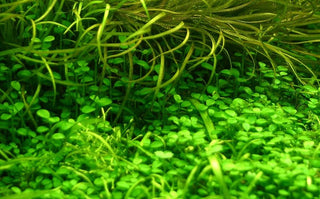 Glossostigma Elatinoides potted freshwater aquarium plant (Buy 2, Get 1 Free)