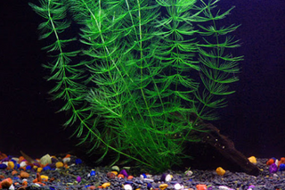 Hornwort (Ceratophyllum demersum) live aquarium plant 1 bunch