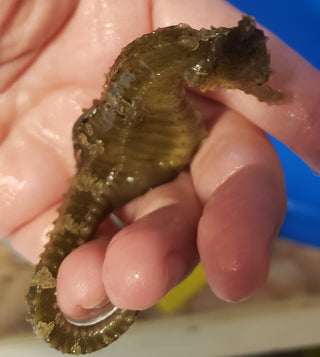 Captive Bred Saddled Hippocampus Erectus Seahorses