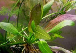 Echinodorus osiris, melon sword freswater aquarium plant (Buy 2, Get 1 Free)