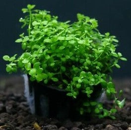 Monte Carlo (Micranthemum Glomeratus) aquatic plant potted