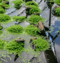 Monte Carlo (Micranthemum Glomeratus) aquatic plant potted