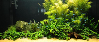 Nana Petite Anubias aquarium plant potted, Buy 2 Get 1 FREE