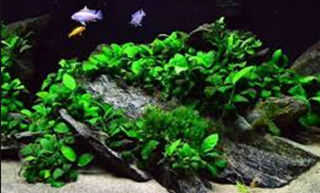 Nana Petite Anubias aquarium plant potted, Buy 2 Get 1 FREE