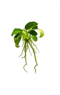 Anubias Bundle (Bartieri, Coffee, Nana Petite) Live Plants