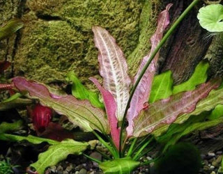 Echinodorus 'Oriental' Sword freshwater aquarium plant (Buy 2, Get 1 Free)