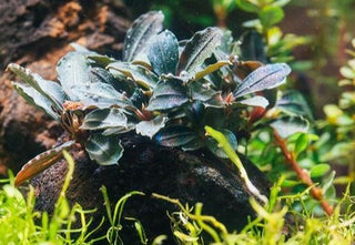 Red Mini Bucephalandra freshwater aquarium plant