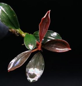 Red Mini Bucephalandra freshwater aquarium plant