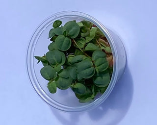 Red Root Floater live plant (Phyllanthus fluitans) 30 leaves in 4 oz cup