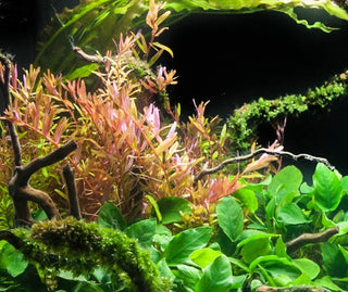 Rotala rotundifolia Aquatic plant