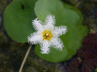 White Snowflake (Nymphoides indica)large (3 plants) live pond plant