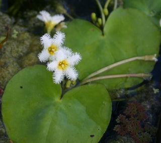 White Snowflake (Nymphoides indica)large (3 plants) live pond plant