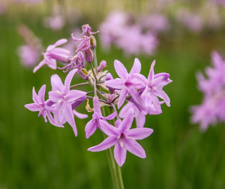 Society Garlic (Tulbaghia violacea) live pond plant potted