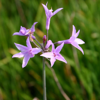 Society Garlic (Tulbaghia violacea) live pond plant potted