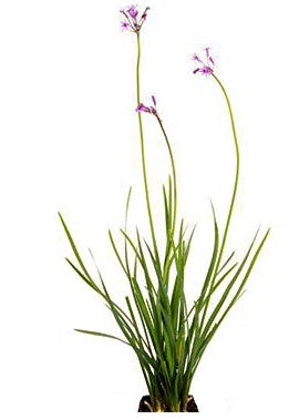 Society Garlic (Tulbaghia violacea) live pond plant potted