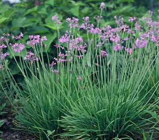 Society Garlic (Tulbaghia violacea) live pond plant potted