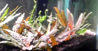 Wendtii Bronze or Tropica, Cryptocoryne (Buy 2, Get 1 Free) freshwater aquarium plant