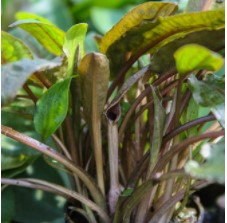 Cryptocoryne Bronze Tropica (Cryptocoryne wendtii) aquarium plant potted