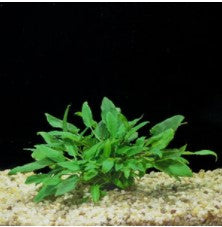 Wendtii Green, Cryptocoryne Freshwater Aquarium Plant (Buy 2 Get 1 FREE)