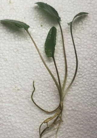 Wendtii Green, Cryptocoryne Freshwater Aquarium Plant (Buy 2 Get 1 FREE)