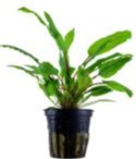 Cryptocoryne Wendtii Green potted live aquatic plant potted