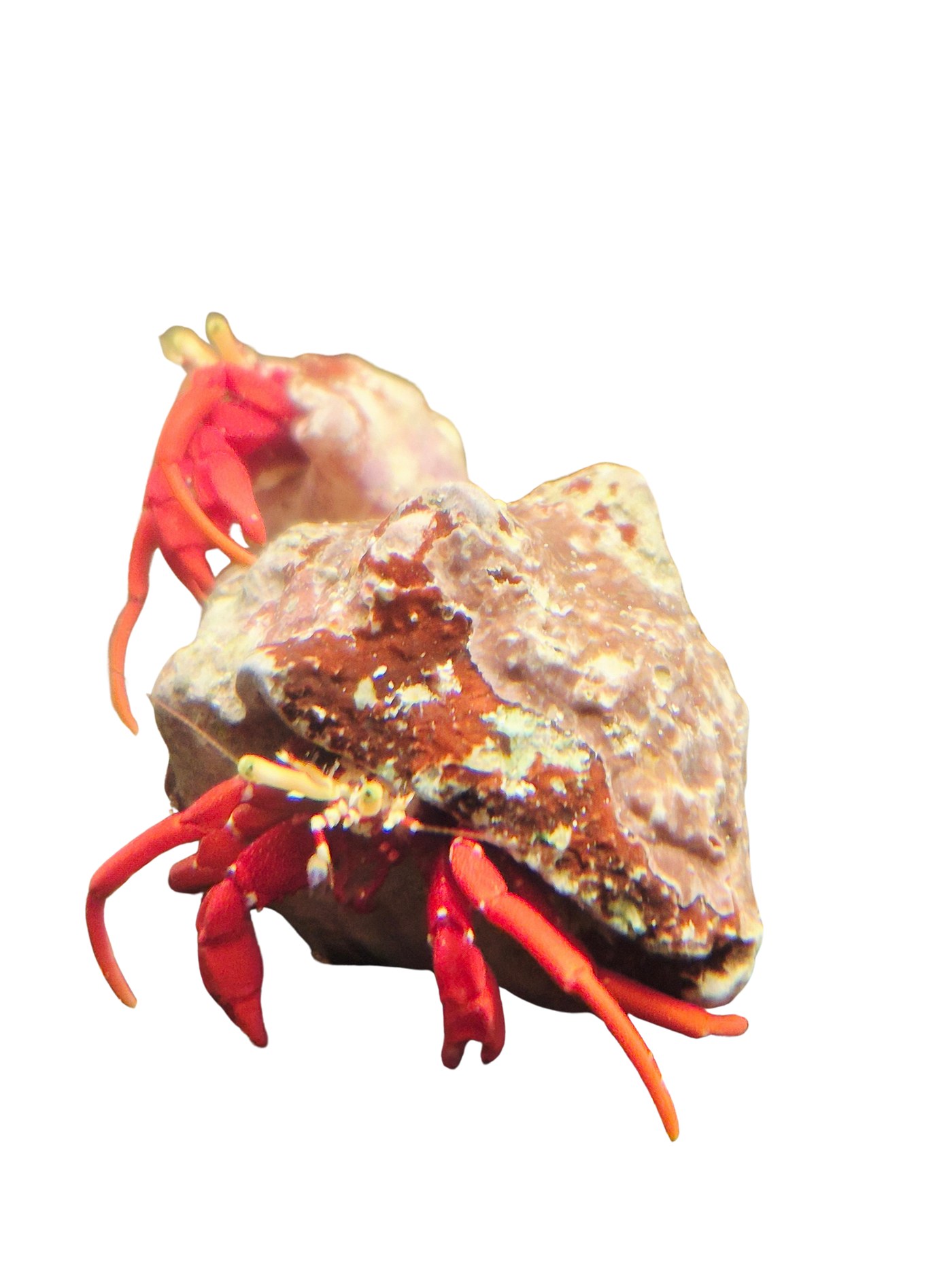 Red Legged Scarlet Hermit Crabs — 10 Pack