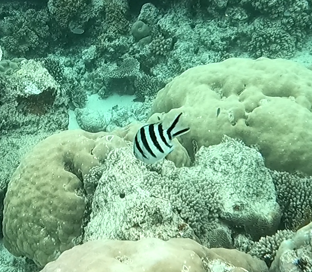 3 Stripe Damsel — 5 Pack