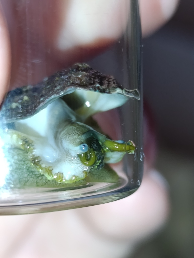 Abalone
