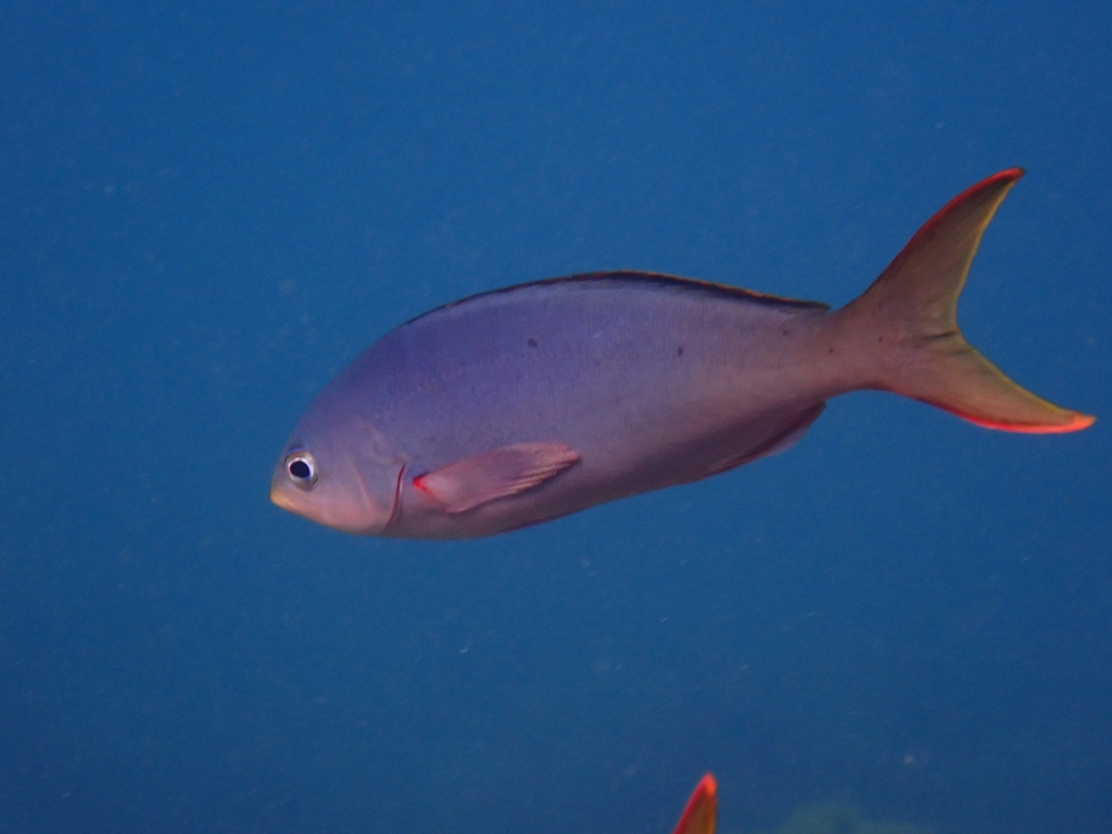 Anthias: Creole