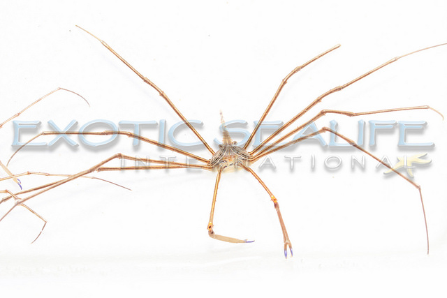 Arrow Crab — 5 Pack