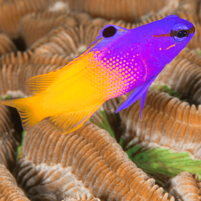 Basslet: Linki