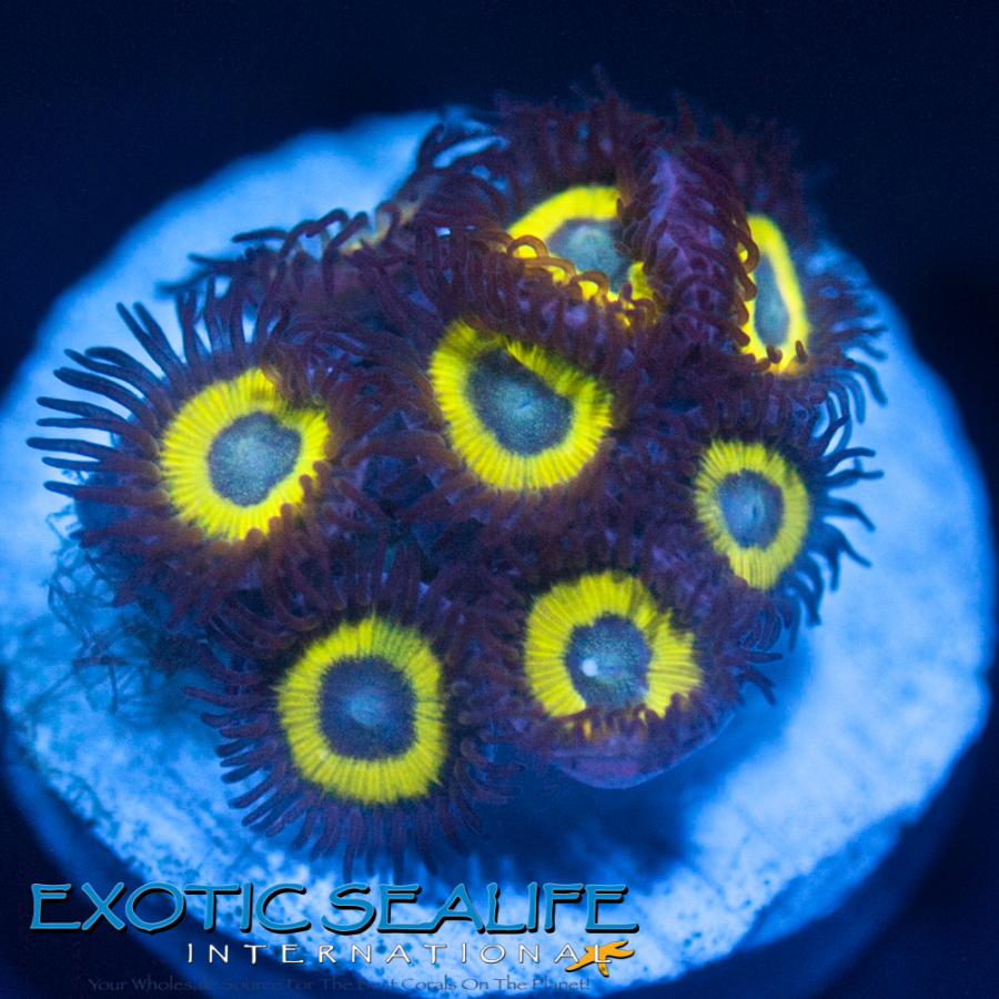 Bella Donnas (3 to 4 polyps)