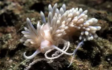 Berghia Nudibranch — 15 Pack